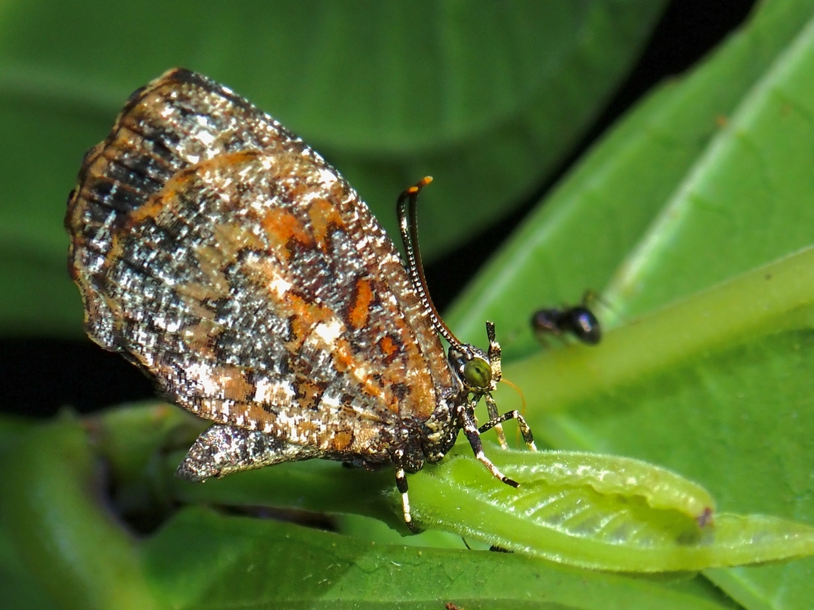 Pale Mottle - Logania marmorata  Butterfly,Logania marmorata,Malaysia,Pale Mottle,Penang