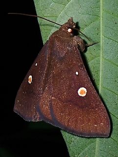 Litter Moth - Sartagine ovafricta  Litter Moth,Malaysia,Moth,Penang,Sartagine ovafricta
