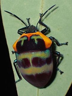 Jewel Bug - Poecilocoris pulcher  Jewel Bug,Malaysia,Penang,Poecilocoris pulcher