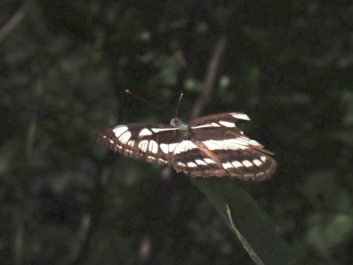 Common Sailor - Neptis hylas  Butterfly,Common sailor,Malaysia,Neptis hylas,Penang