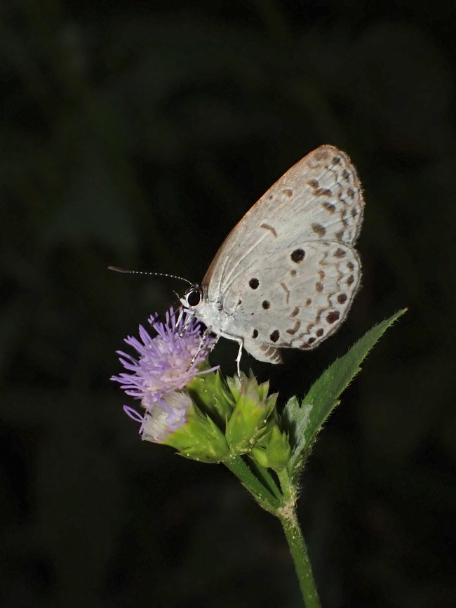 Common Hedge Blue - Acytolepis puspa  Acytolepis puspa,Butterfly,Common Hedge Blue,Malaysia,Penang