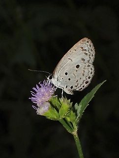 Common Hedge Blue - Acytolepis puspa  Acytolepis puspa,Butterfly,Common Hedge Blue,Malaysia,Penang