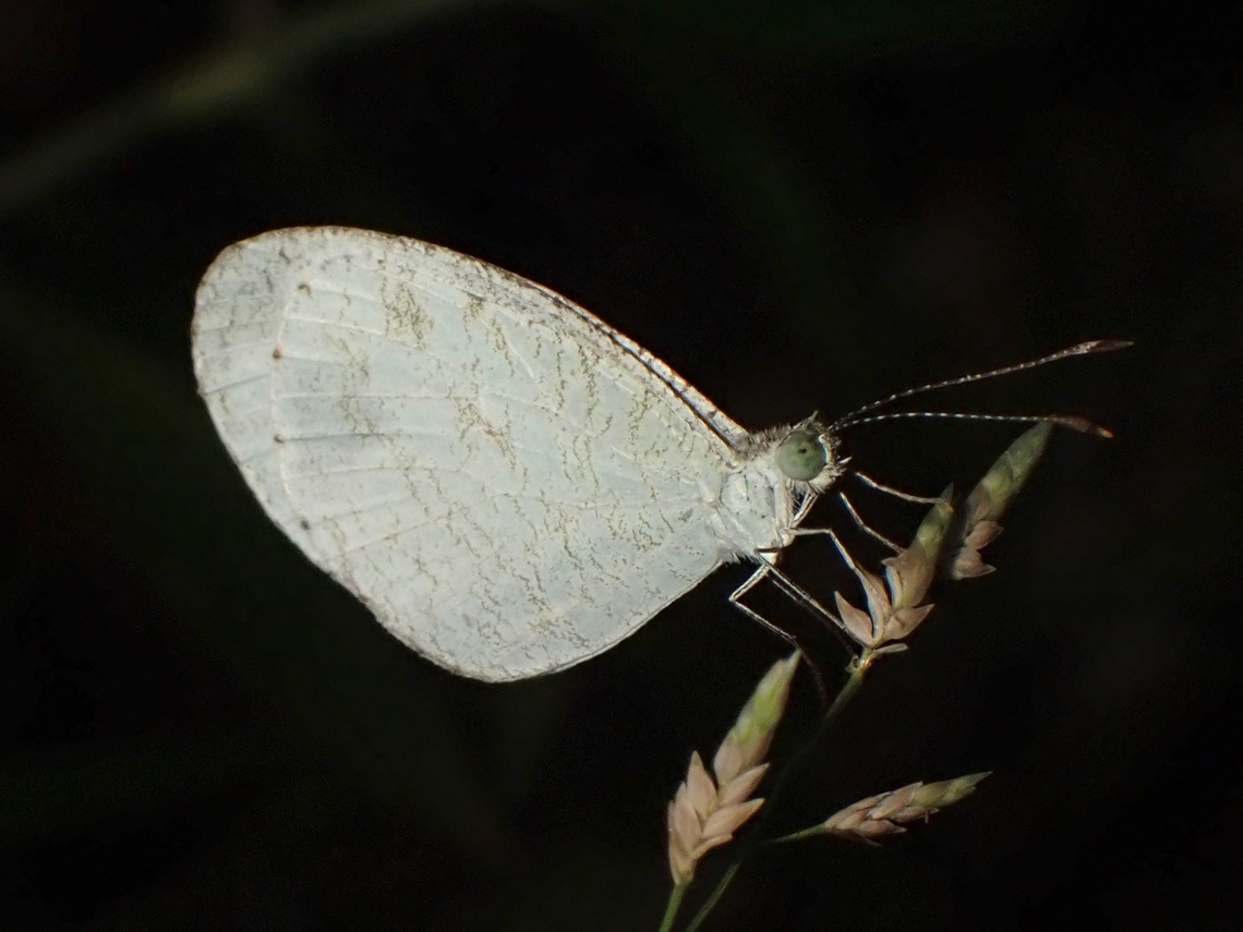 Psyche - Leptosia nina  Butterfly,Leptosia nina,Malaysia,Penang,Psyche