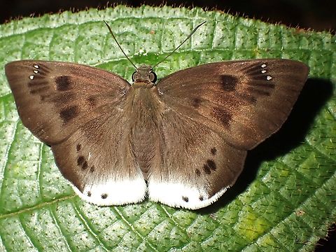 Suffused Snow Flat - Tagiades gana  Butterly,Malaysia,Penang,Suffused Snow Flat,Tagiades gana