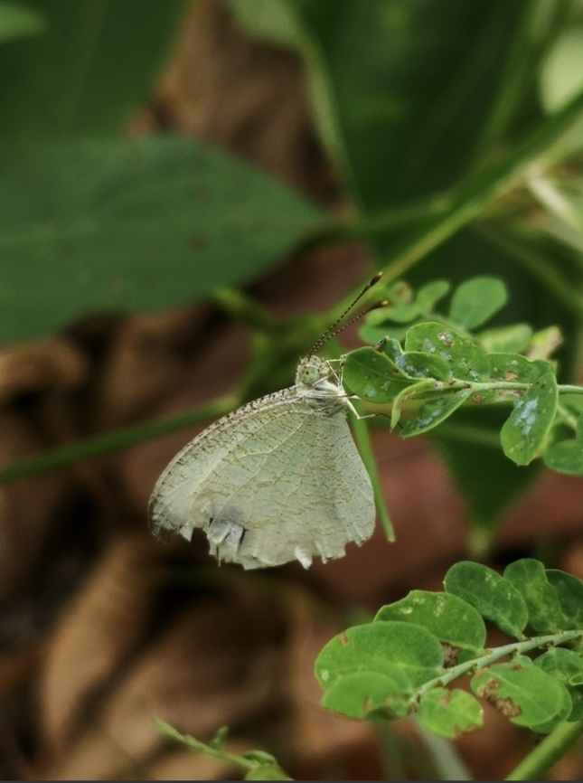 Mottled Emigrant - Catopsilia pyranthe  Butterfly,Catopsilia pyranthe,Malaysia,Mottled Emigrant,Penang