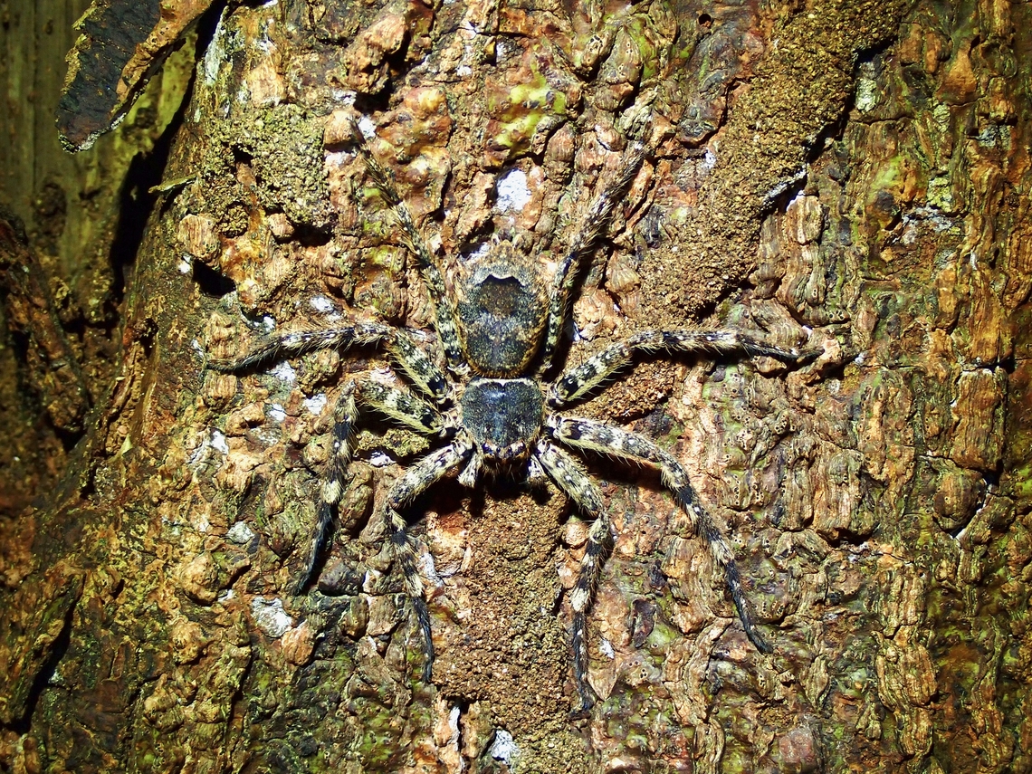 Rare Huntsman Spider Found this Huntsman Spider on a night walk with 3 other serious Macro Photographers<br />
While waiting for them to arrives, I found this Huntsman Spider that I was not familiar to me and when they showed up, I pointed to them and says it is a Heteropoda-like Huntsman Spider.  Hearing it is a Huntsman Spider, they didn&#039;t bother to take any pics of it at all.<br />
<br />
Was surprised when I eventually got an ID of it, seems to be not common, and was also fairly newly described in 2008, but not documented from Malaysia. Barylestis saaristoi,Huntsman Spider,Malaysia,Penang,Spider