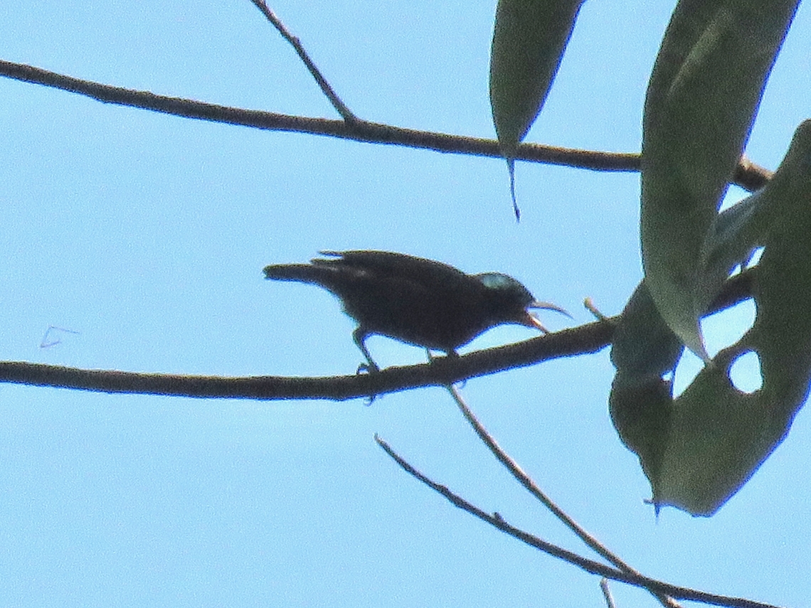 Van Hasselt's Sunbird - Leptocoma brasiliana                                 Bird,Leptocoma brasiliana,Malaysia,Penang,Sunbird,Van Hasselt's Sunbird