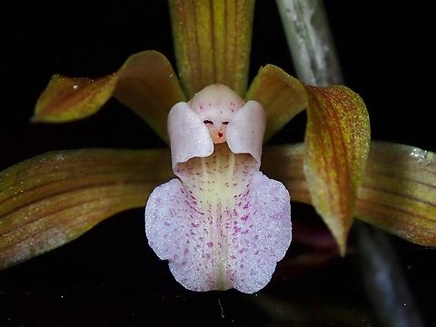 Orchid Fairy Was pleasantly surprised to noticed a 'doll-like' face on the close-up.

This species was named after Penang Island. Ania penangiana,Flowers,Malaysia,Orchid,Penang