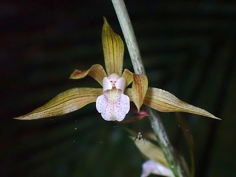 Orchid - Ania penangiana  Ania penangiana,Malaysia,Orchid,Penang