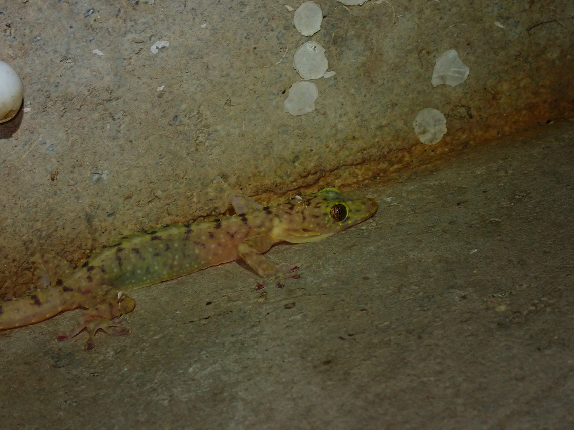 Double-Spotted Gecko - Gekko monarchus  Double-Spotted Gecko,Gecko,Gekko monarchus,Malaysia,Penang