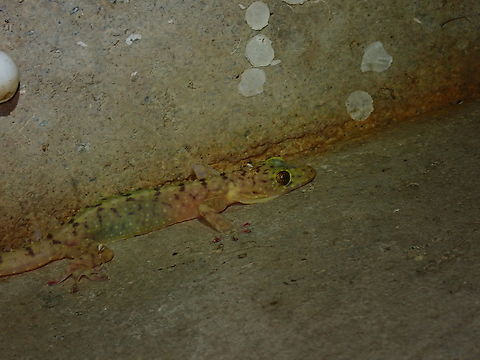 Double-Spotted Gecko - Gekko monarchus  Double-Spotted Gecko,Gecko,Gekko monarchus,Malaysia,Penang