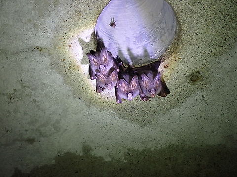 Lesser False Vampire Bat - Megaderma spasma  Bat,False Vampire Bat,Lesser False Vampire Bat,Malaysia,Megaderma spasma,Penang,Vampire Bat