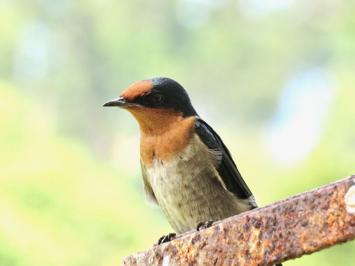 Pacific Swallow - Hirundo tahitica                                 Bird,Hirundo tahitica,Malaysia,Pacific Swallow,Penang,Swallow