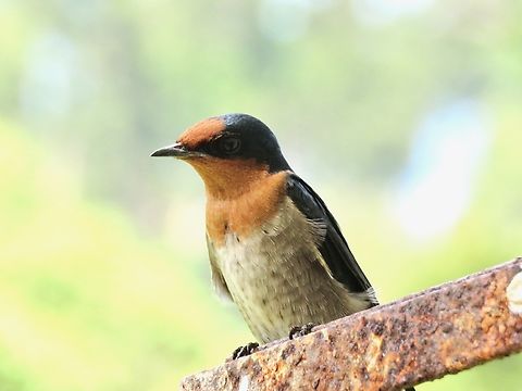 Pacific Swallow - Hirundo tahitica                                 Bird,Hirundo tahitica,Malaysia,Pacific Swallow,Penang,Swallow