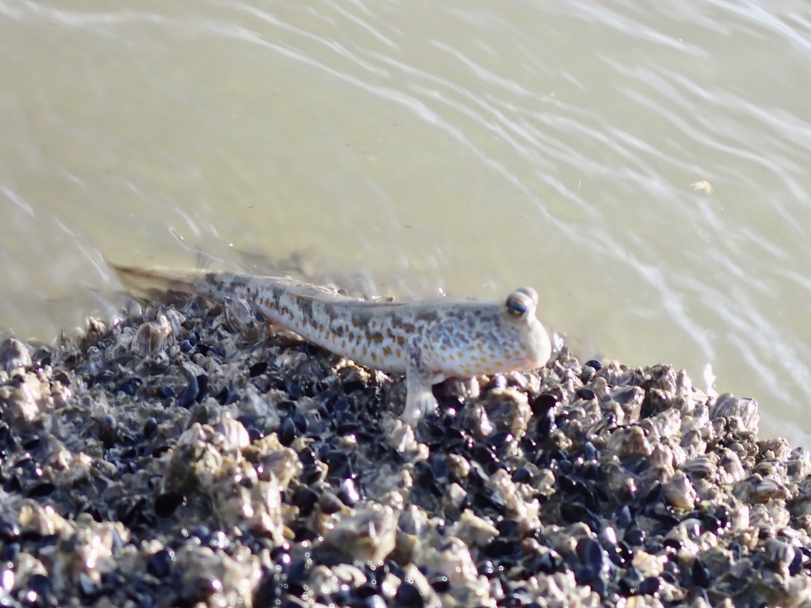 Gold-Spotted Mudskipper - Periophthalmus chrysospilos  Fish,Gold-Spotted Mudskipper,Malaysia,Mudskipper,Penang,Periophthalmus chrysospilos
