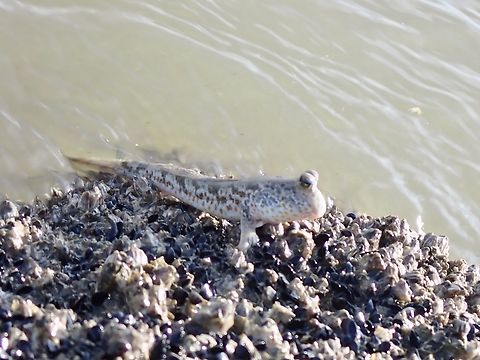 Gold-Spotted Mudskipper - Periophthalmus chrysospilos  Fish,Gold-Spotted Mudskipper,Malaysia,Mudskipper,Penang,Periophthalmus chrysospilos