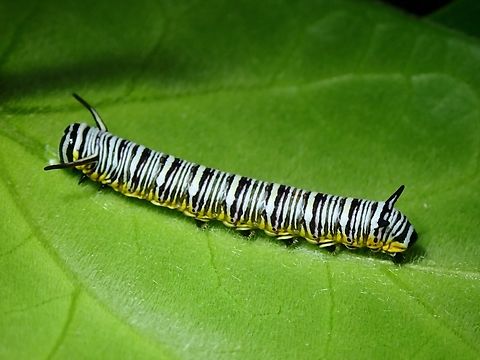 Caterpillar of Dark Blue Tiger Butterfly - Tirumala septentrionis  Butterfly,Caterpillar,Dark Blue Tiger,Dark Blue Tiger Butterfly,Malaysia,Penang,Tirumala septentrionis