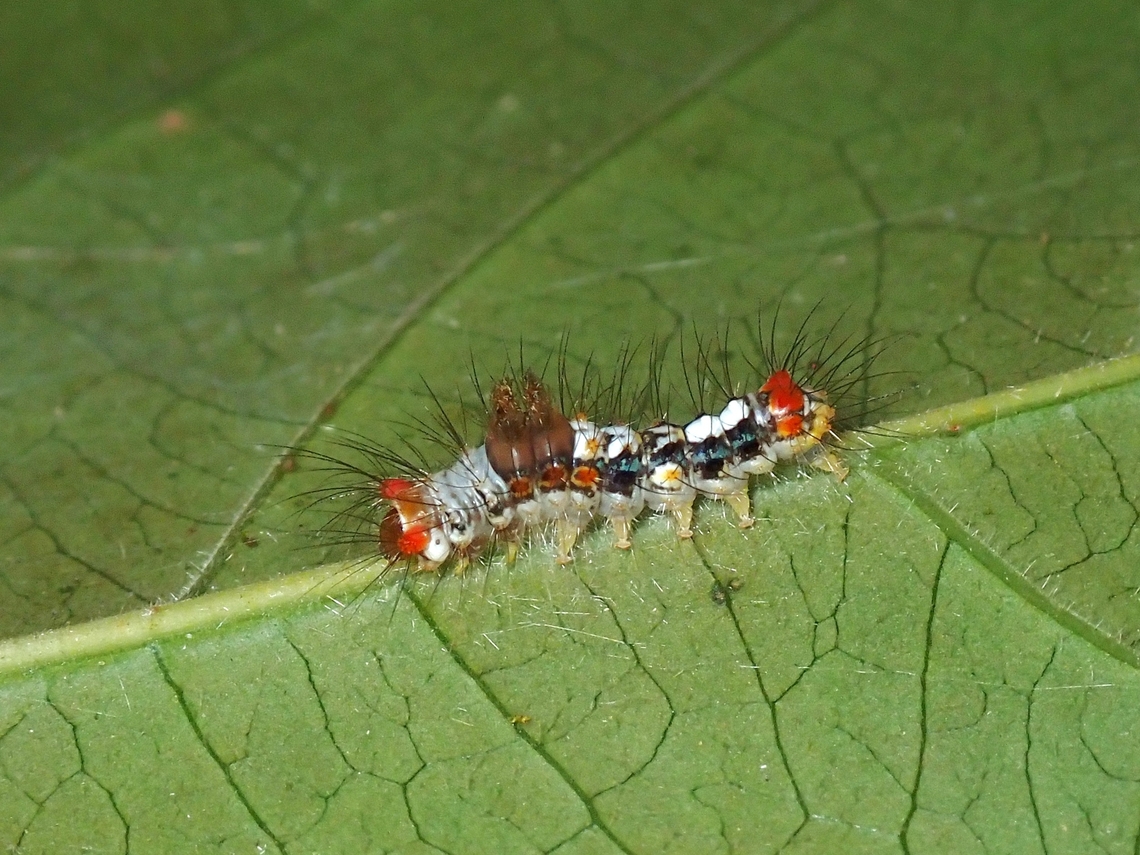 Caterpillar of Sundanian Clearwing Tussock Moth - Perina sunda  Caterpillar,Clearwing Tussock Moth,Malaysia,Moth,Penang,Perina sunda,Sundanian Clearwing Tussock Moth,Tussock Moth