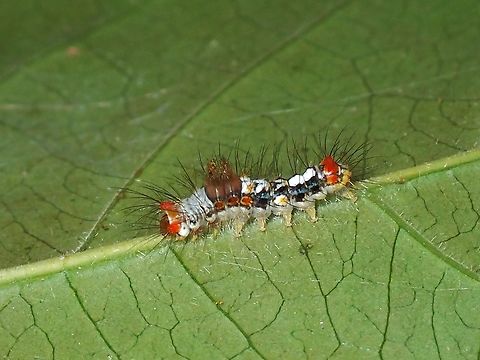Caterpillar of Sundanian Clearwing Tussock Moth - Perina sunda  Caterpillar,Clearwing Tussock Moth,Malaysia,Moth,Penang,Perina sunda,Sundanian Clearwing Tussock Moth,Tussock Moth