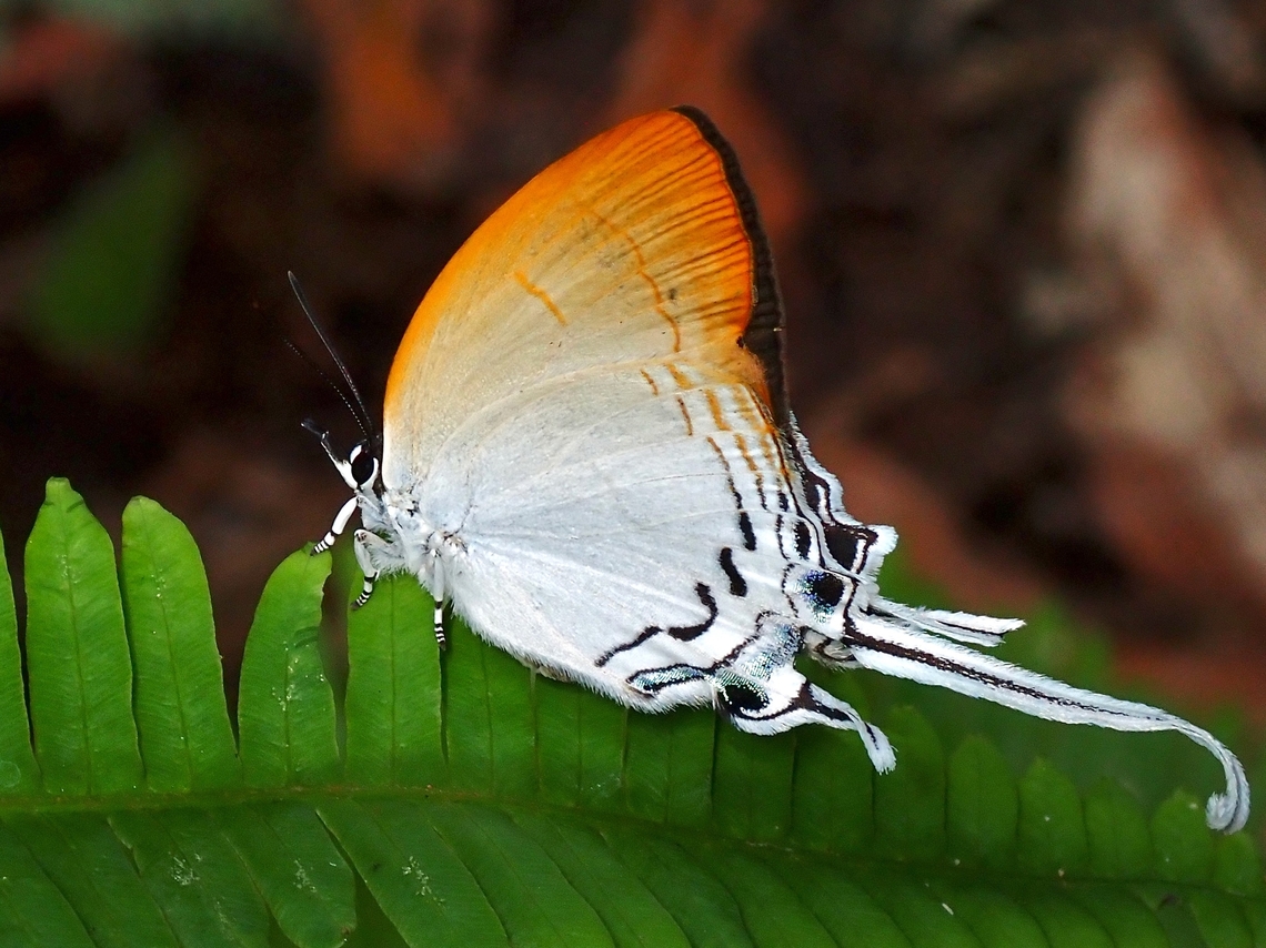 Common Imperial - Cheritra freja  Butterfly,Cheritra freja,Common Imperial,Malaysia,Penang