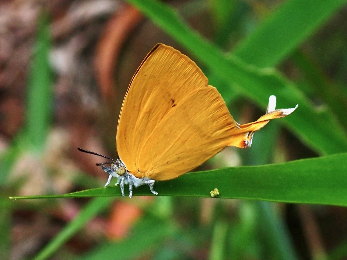 Yamfly - Loxura atymnus  Butterfly,Loxura atymnus,Malaysia,Penang,Yamfly