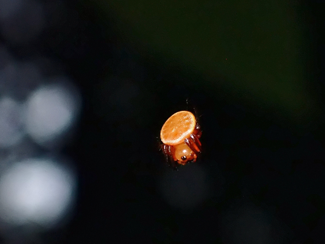 Orbweaver Spider - Anepsion depressum  Anepsion depressum,Malaysia,Orbweaver Spider,Penang,Spider