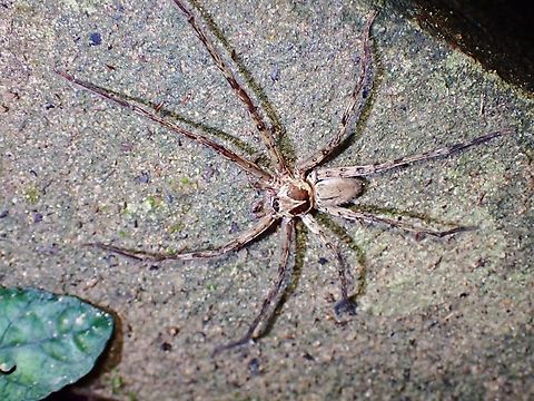 Pantropical Huntsman Spider - Heteropoda venatoria  Heteropoda venatoria,Malaysia,Pantropical Huntsman Spider,Penang,Spider