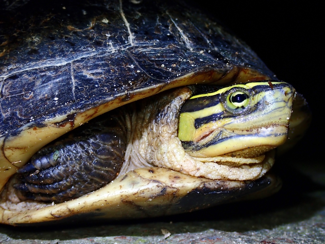Endangered Turtle Subspecies Domed Malayan Box Turtle - Cuora amboinensis ssp. kamaroma, listed as Endangered under IUCN Red List. Box Turtle,Cuora amboinensis,Cuora amboinensis kamaroma,Domed Malayan Box Turtle,Malaysia,Penang,Turtle
