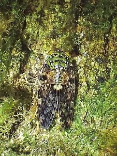 Broadwing Cicada - Eopycna repanda  Broadwing Cicada,Cicada,Eopycna repanda,Malaysia,Pahang