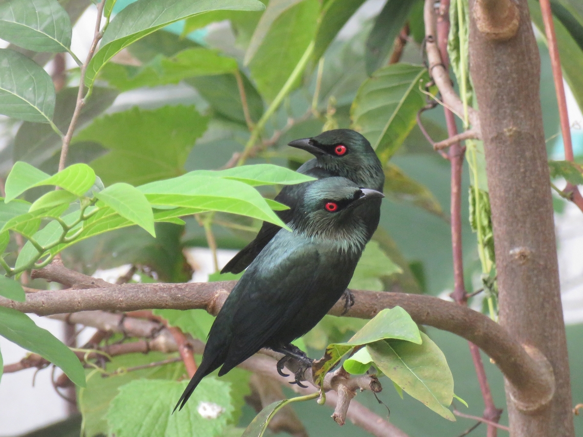 Red Eyes!                                 Aplonis panayensis,Asian Glossy Starling,Bird,Malaysia,Penang
