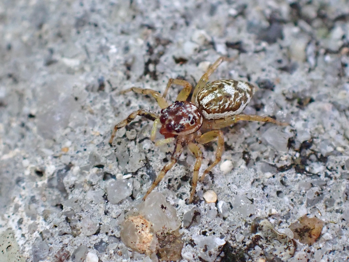 Multi-Coloured Phintella - Phintelloides versicolor  Jumping Spider,Malaysia,Mult-Coloured Phintella,Penang,Phintelloides versicolor