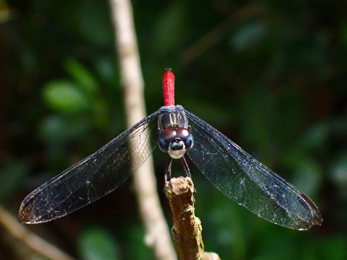 Asian Blood Tail - Lathrecista asiatica  Asian Blood Tail,Dragonfly,Lathrecista asiatica,Malaysia,Penang
