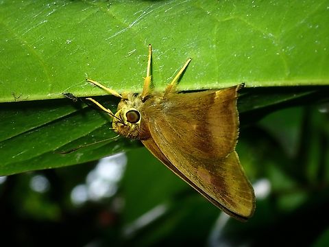 Yellow Banded Awl - Hasora schoenherr  Butterfly,Hasora schoenherr,Malaysia,Penang,Yellow Banded Awl