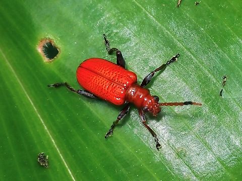 Shining Leaf Beetle - Lema quadripunctata  Beetle,Leaf Beetle,Lema quadripunctata,Malaysia,Penang,Shining Leaf Beetle