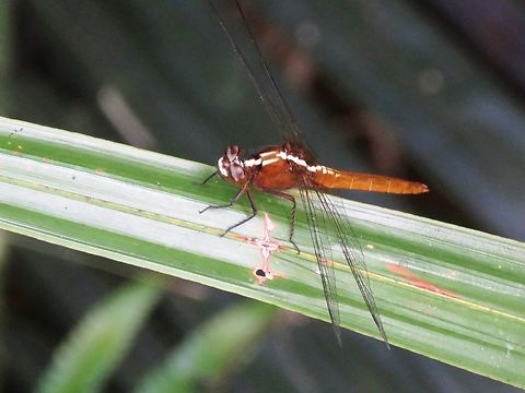 Rufous Marsh Glider - Rhodothemis rufa                                 Dragonfly,Malaysia,Penang,Rhodothemis rufa,Rufous Marsh Glider