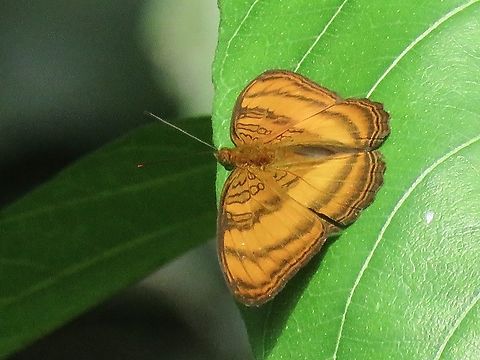 Colonel - Pandita sinope                                 Butterfly,Colonel,Malaysi,Pandita sinope,Penang