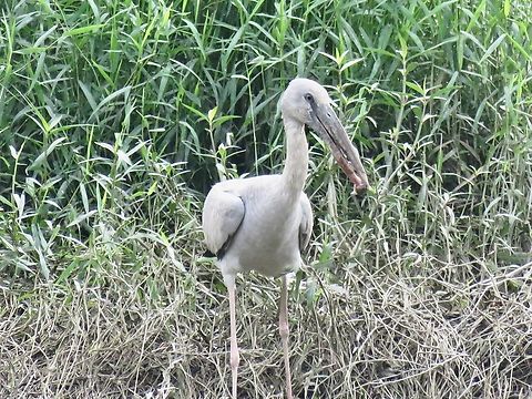 Asian Openbill - Anastomus oscitans                                 Anastomus oscitans,Asian Openbill,Bird,Malaysia,Penang