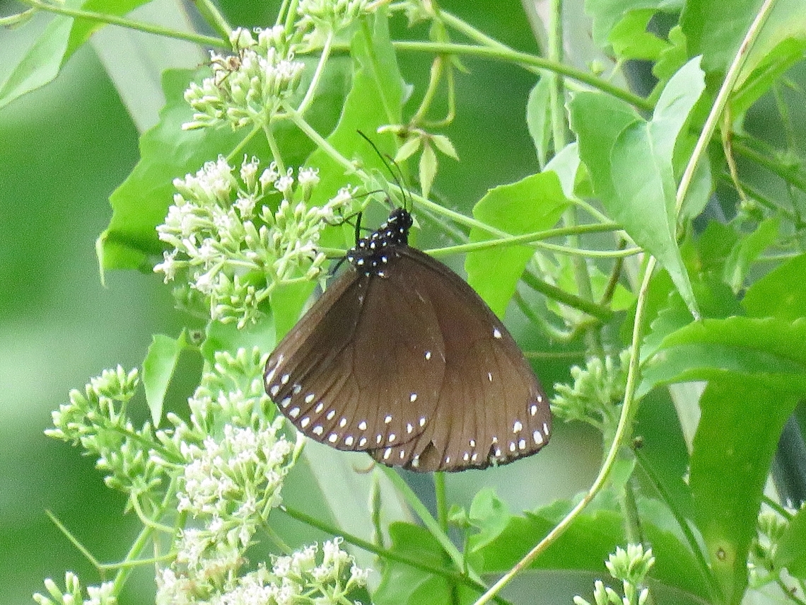 Brown King Crow Butterfly - Euploea klugii                                 Brown King Crow,Butterfly,Euploea klugii,Malaysia,Penang