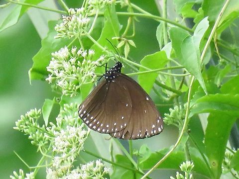 Brown King Crow Butterfly - Euploea klugii                                 Brown King Crow,Butterfly,Euploea klugii,Malaysia,Penang