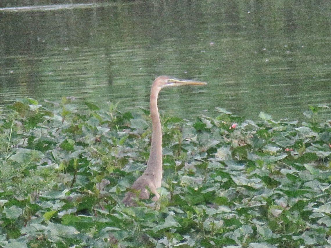 Purple Heron - Ardea purpurea                                 Ardea purpurea,Bird,Heron,Malaysia,Penang,Purple Heron