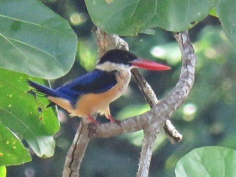 Black-capped kingfisher, Malaysia                                 Black-capped kingfisher,Halcyon pileata