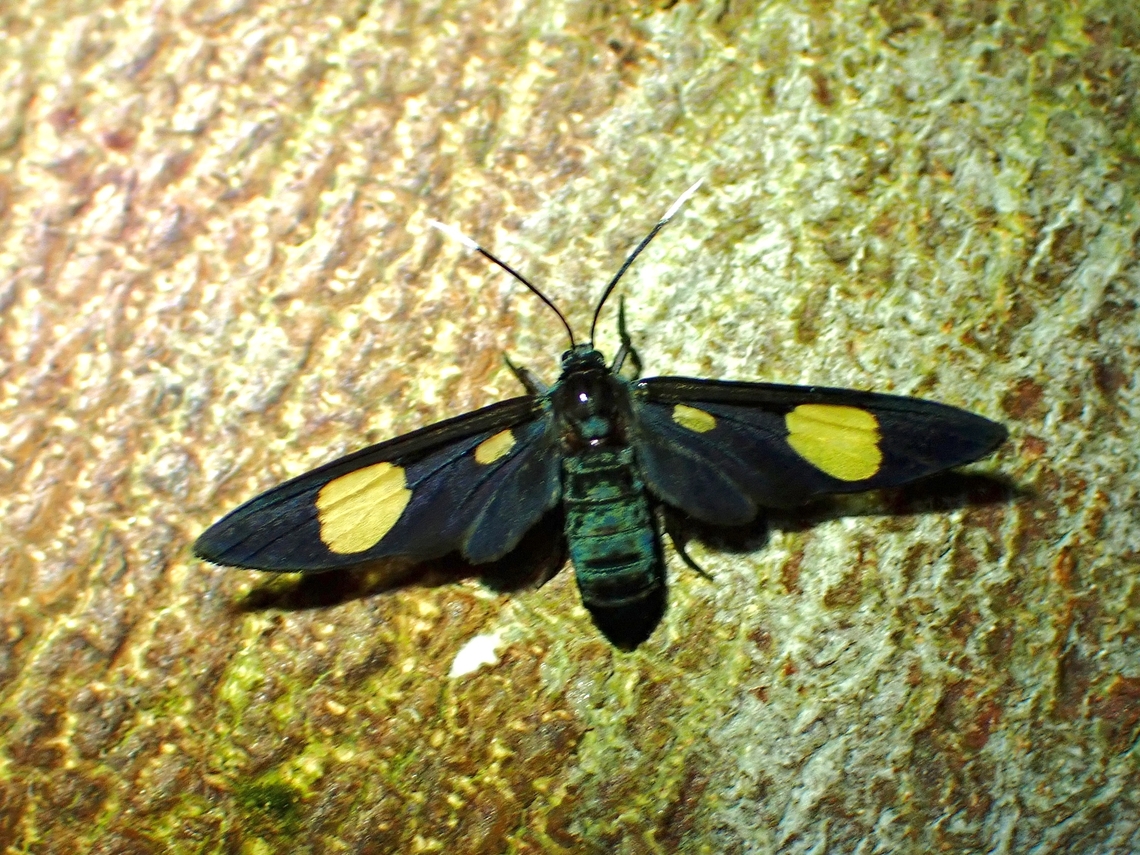 Wasp Moth - Trichaetoides chloroleuca  Malaysia,Moth,Penang,Trichaetoides chloroleuca,Wasp Moth