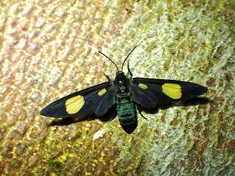 Wasp Moth - Trichaetoides chloroleuca  Malaysia,Moth,Penang,Trichaetoides chloroleuca,Wasp Moth
