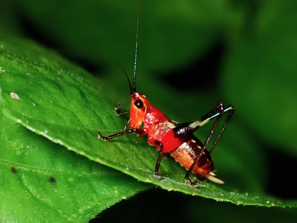 Black-Kneed Meadow Katydid - Conocephalus melaenus Species name should be melaenus, not melanus. Black-Kneed Meadow Katydid,Conocephalus melaenus,Malaysia,Meadow Katydid,Penang