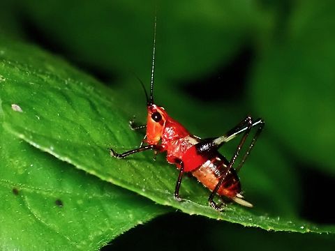 Black-Kneed Meadow Katydid - Conocephalus melaenus Species name should be melaenus, not melanus. Black-Kneed Meadow Katydid,Conocephalus melaenus,Malaysia,Meadow Katydid,Penang