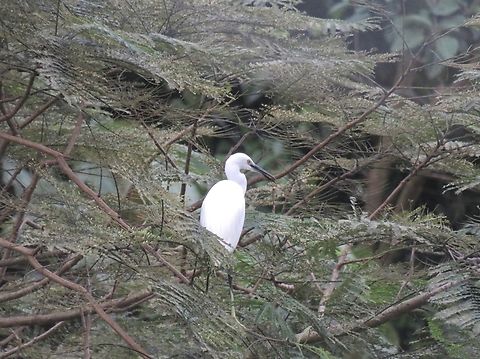 Little Egret - Egretta garzetta  Bird,Egret,Egretta garzetta,Little Egret,Malaysia,Penang