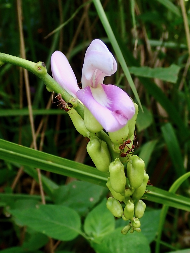 Legumes - Canavalia lineata  Canavalia lineata,Flowers,Legumes,Malaysia,Penang