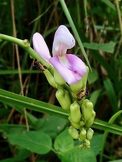 Legumes - Canavalia lineata  Canavalia lineata,Flowers,Legumes,Malaysia,Penang