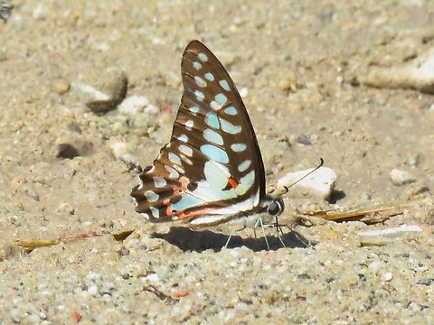 Common Jay - Graphium doson                                 Butterfly,Common Jay,Graphium doson,Malaysia,Penang