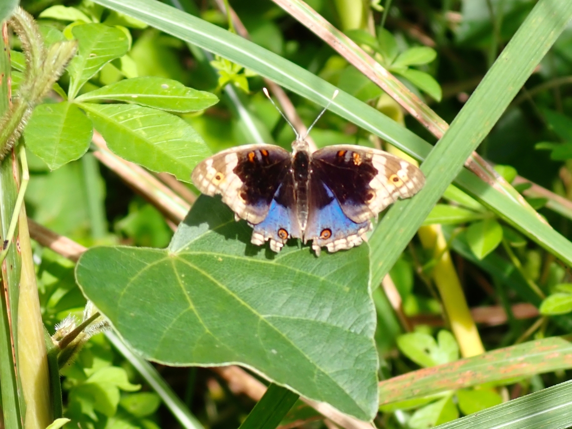 Blue Pansy - Junonia orithya  Blue Pansy,Butterfly,Junonia orithya,Malaysia,Penang